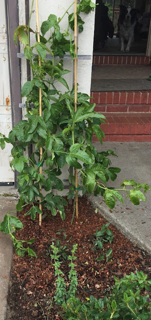 bushy green passiflora with no weeds and woodchips on garden floor 